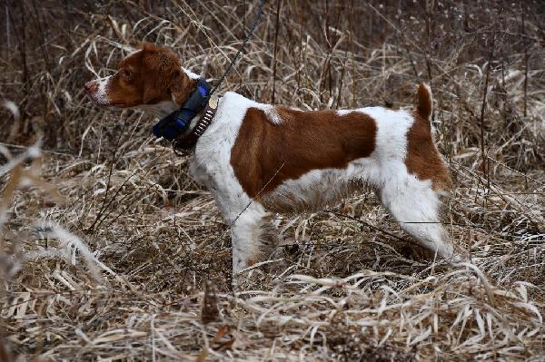 EXCEPTIONAL FINISHED DOG - DC AFC American Brittany