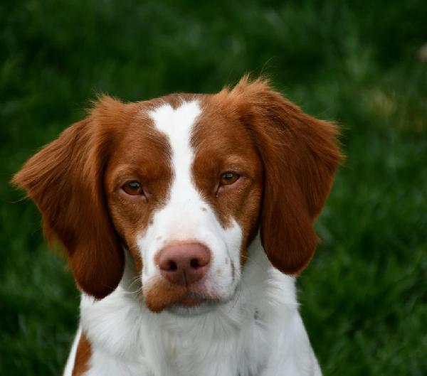 WELL STARTED GUN DOG American Brittany
