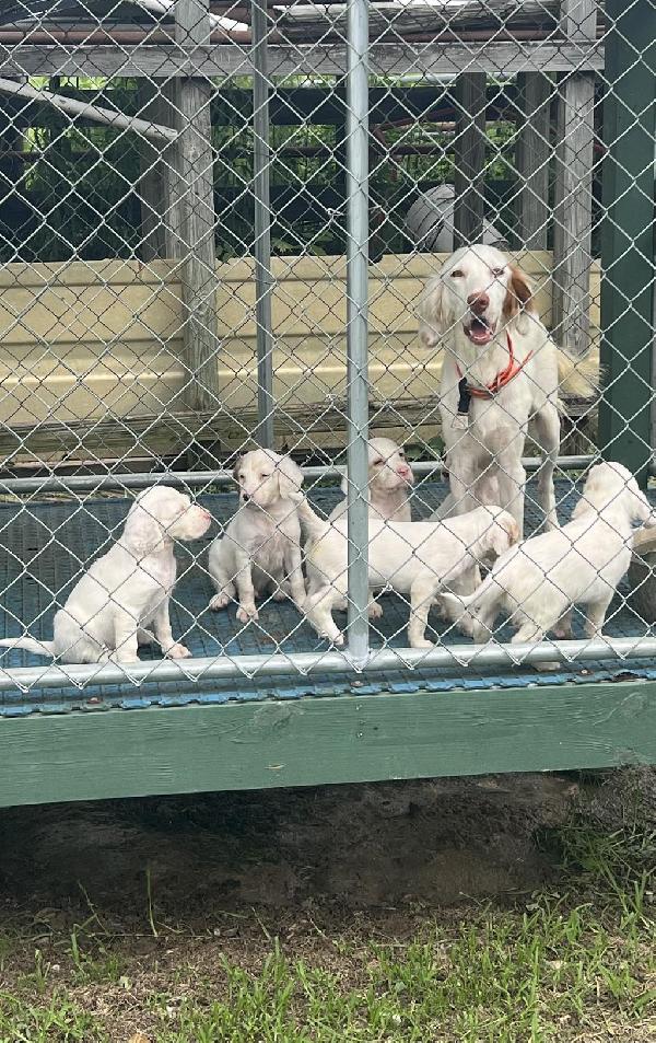 SETTER PUPS English Setter