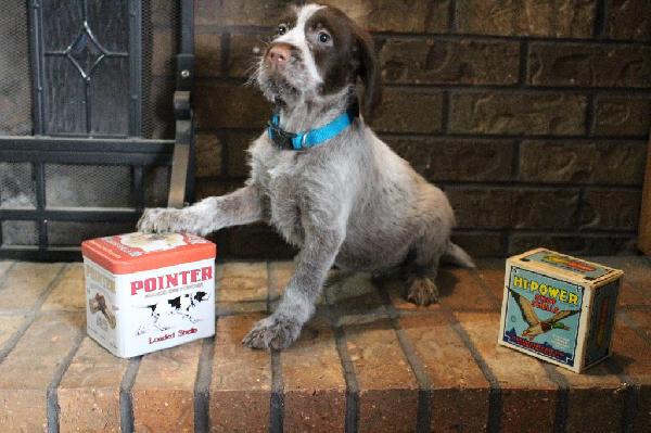 Wirehaired Pointing Griffon