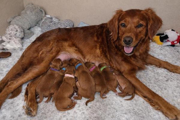 TOP FIELD BRED PUPPIES Golden Retriever