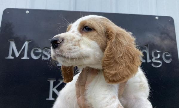 ENGLISH SETTER PUPS IN OKLAHOMA English Setter