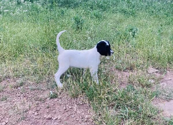 ENGLISH SETTER PUPS IN OKLAHOMA English Setter