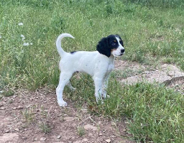 ENGLISH SETTER PUPS IN OKLAHOMA English Setter