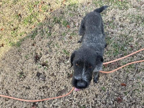 GERMAN WIREHAIRED POINTER German Wirehaired Pointer