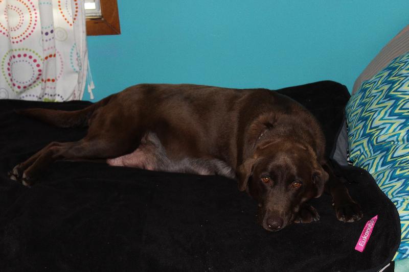 lab puppies for sale in idaho chocolate lab puppies for sale lab puppies for sale in idaho chocolate lab puppies for sale