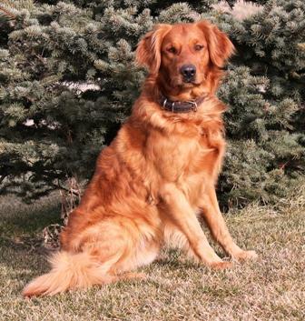 field golden retrievers for sale dogs for sale retriever field golden retrievers for sale dogs for sale retriever