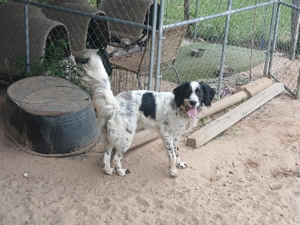 REG. ENGLISH SETTER MALE English Setter
