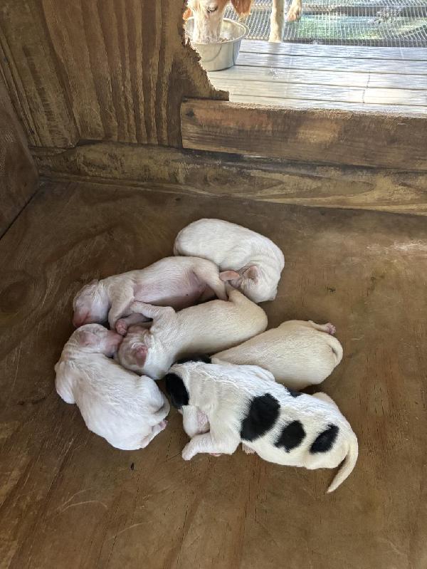 SHADOW OAK BO BRED PUPPIES English Setter