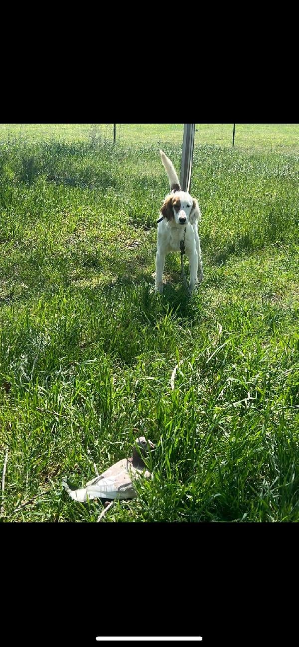 2 STARTED MALE SETTERS IN TX !! English Setter