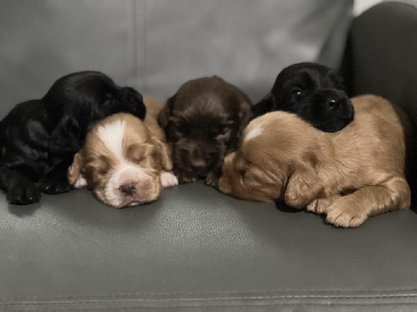 UPCOMING ENGLISH COCKER LITTER IN TX English Cocker Spaniel
