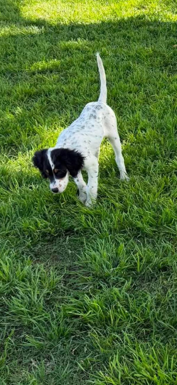 ENGLISH SETTER PUPS IN TX English Setter