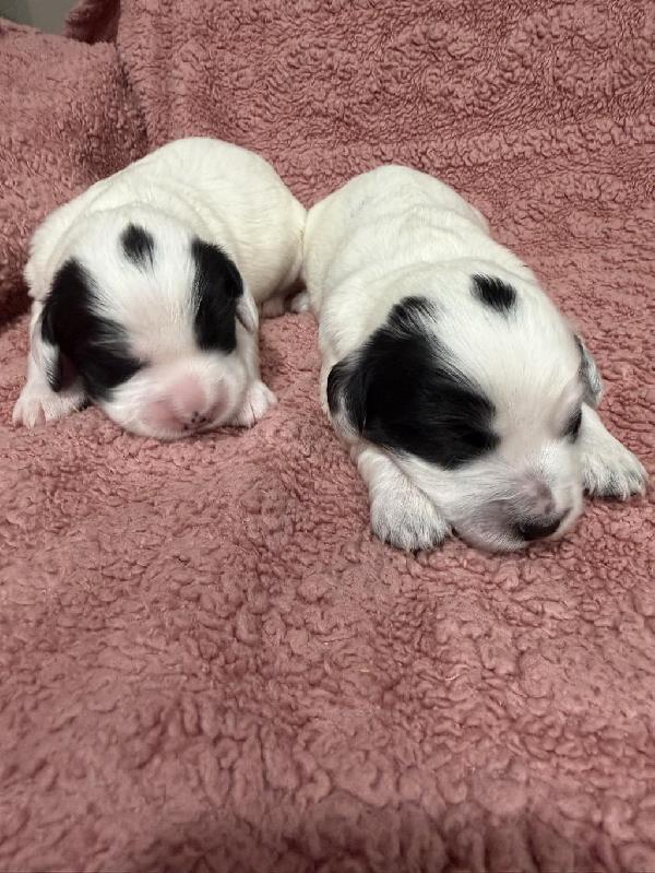 FIELD BRED ENGLISH COCKER SPANIELS IN TEXAS ! English Cocker Spaniel