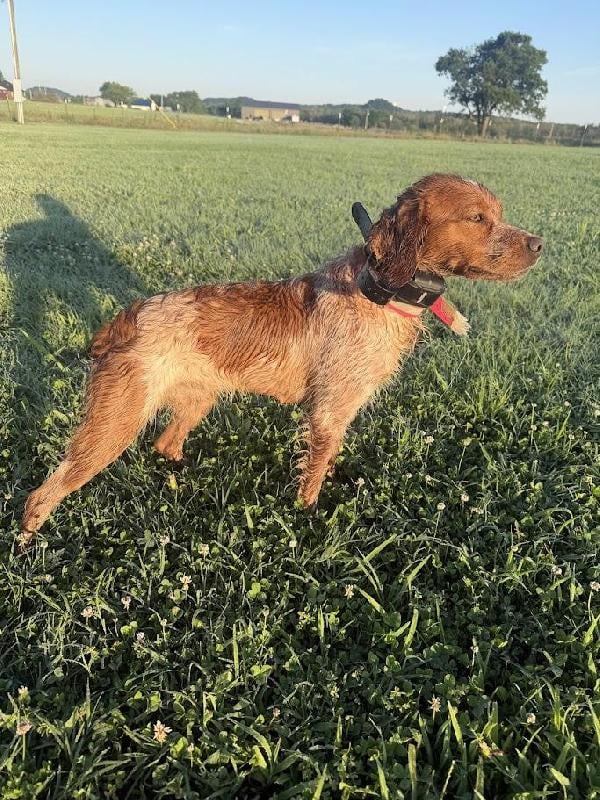 WELL STARTED FEMALE FRENCH BRITTANY French Brittany