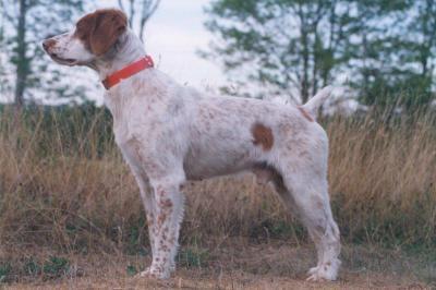 PUPS WITH NATIONAL FIELD CHAMPION BLOODLINES American Brittany