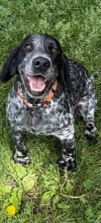 EXCEPTIONAL COCKERS English Cocker Spaniel