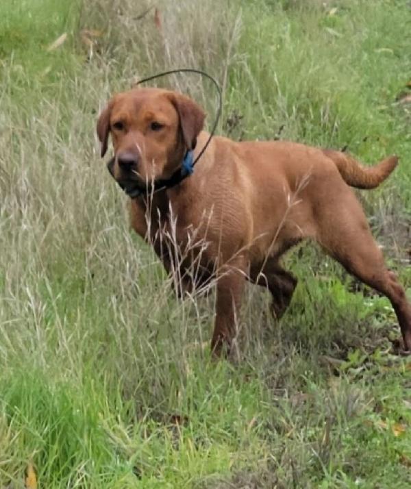 FOX RED PONTING LABS Labrador Retriever