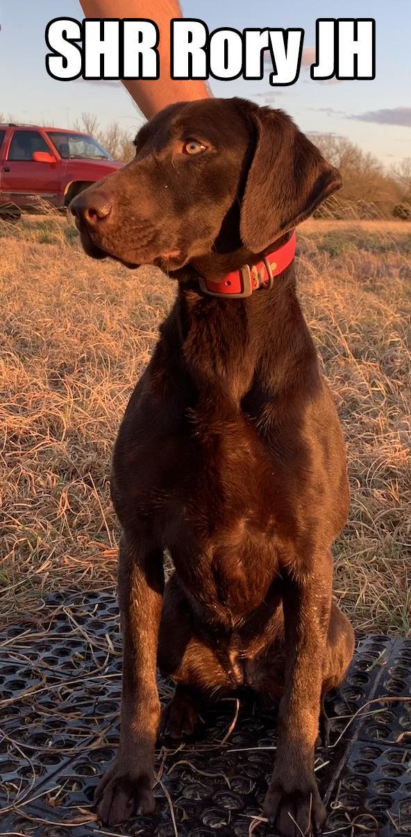 AKC/UKC EXPERIENCED CLF GUN DOG Labrador Retriever