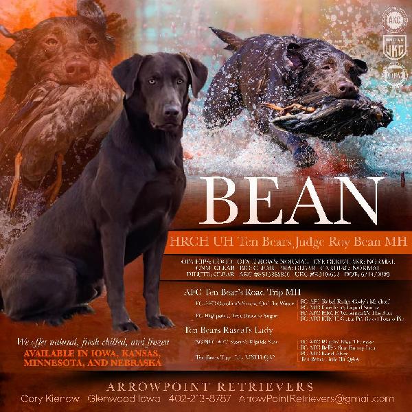 HRCH UH BEAN MH Labrador Retriever