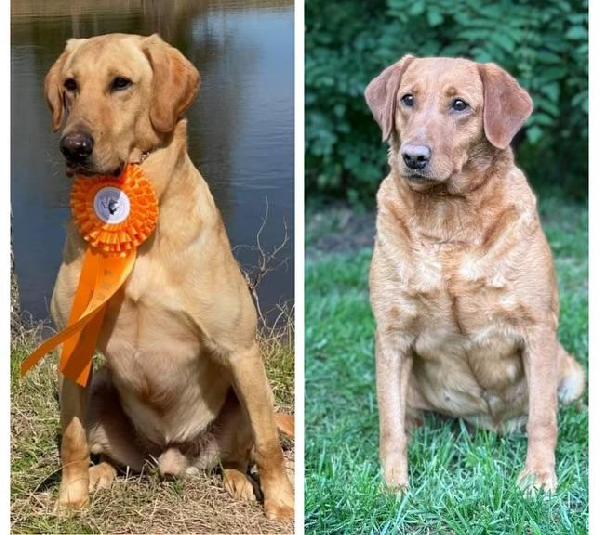 AKC FOX RED/YELLOW LAB PUPS Labrador Retriever