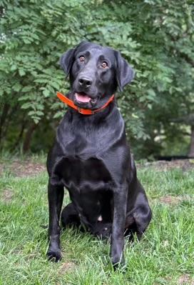 AKC/UKC EXPERIENCE BLF GUN DOG Labrador Retriever