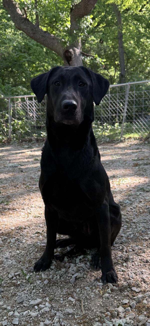 AKC/UKC EXPERIENCED BLF GUN DOG Labrador Retriever