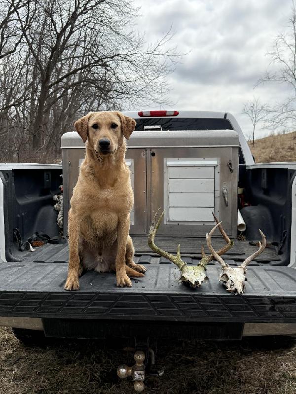 WELL STARTED YELLOW MALE Labrador Retriever