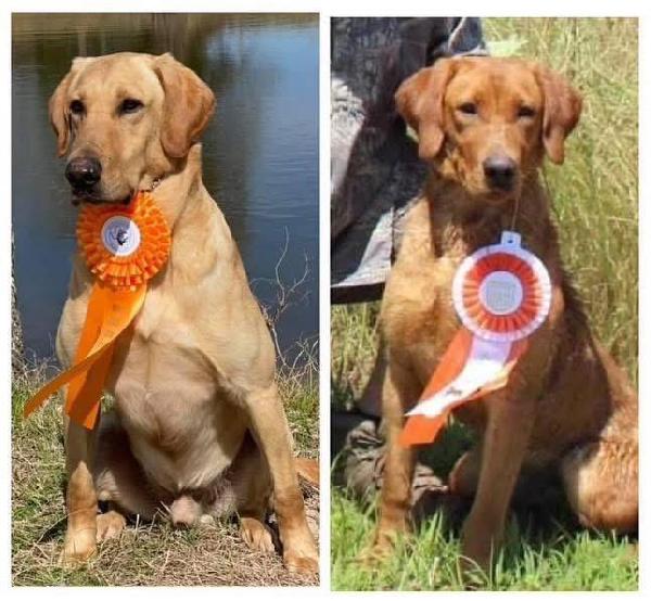 8XGRHRCH CASH MH MNH4 X SHR PENNY Labrador Retriever