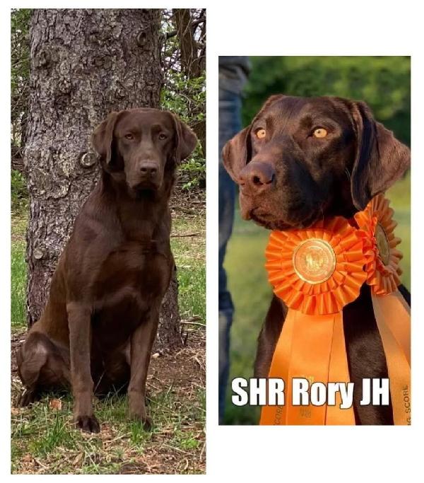 AKC/UKC PERFORMANCE CHOCOLATE LABS Labrador Retriever