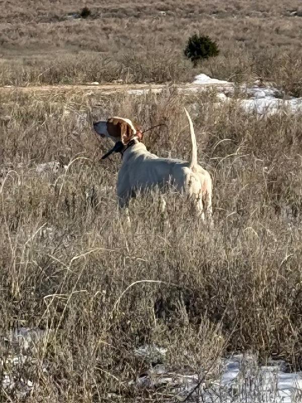 VALLEY VIEW PRIME English Pointer