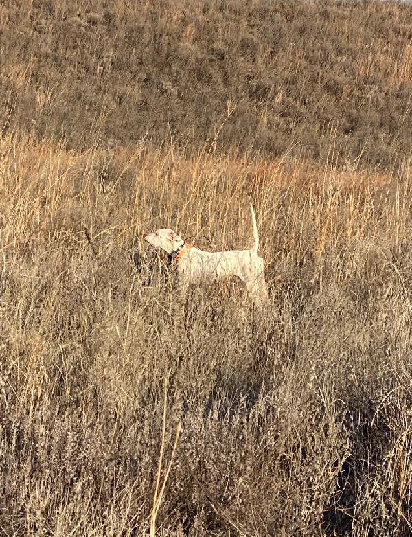 VALLEY VIEW KINDA FROSTY English Pointer
