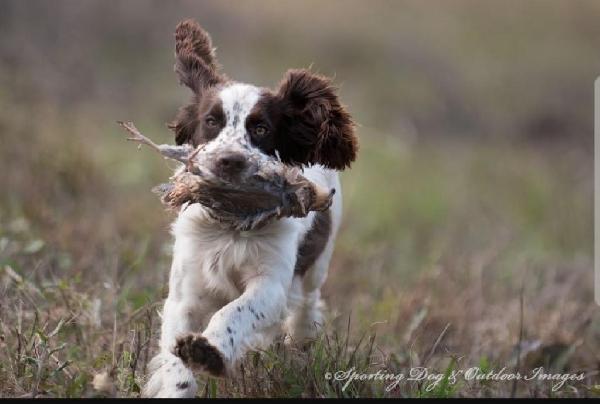 ENGLISH COCKER SPANIEL PUPS English Cocker Spaniel
