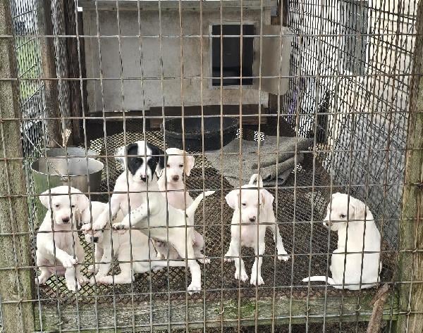 8 WEEK OLD FEMALE POINTER PUPPIES. INDIANA English Pointer