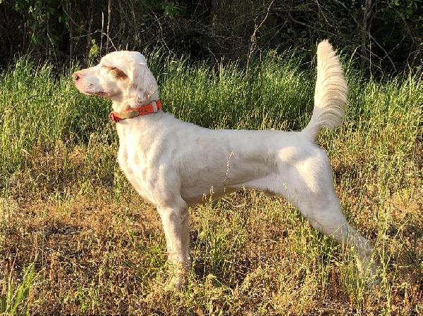 *** DIRECT SON OF SHAMROCK & TALL OAKS COTTON English Setter