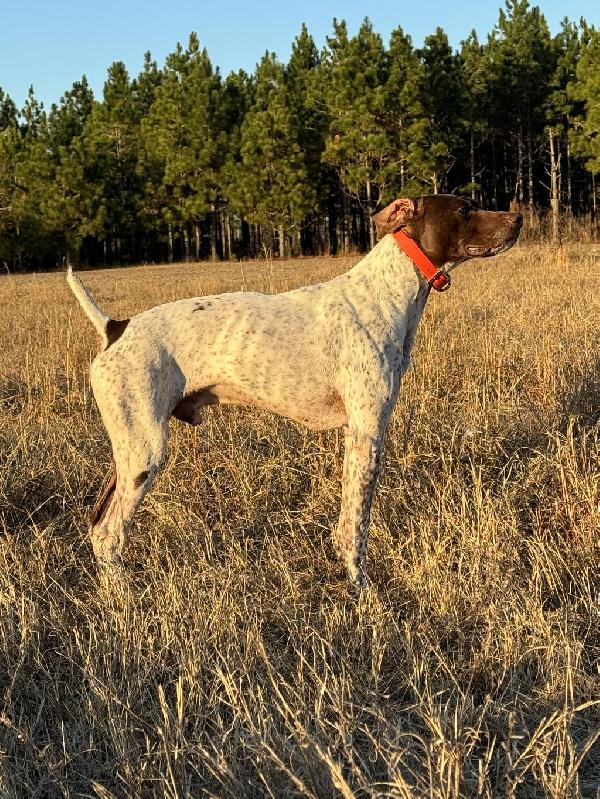 STUD DOG German Shorthaired Pointer