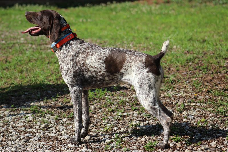 german shorthaired pointer puppies sc carolina shorthairs gsp puppies available german shorthaired pointer puppies sc carolina shorthairs gsp puppies available