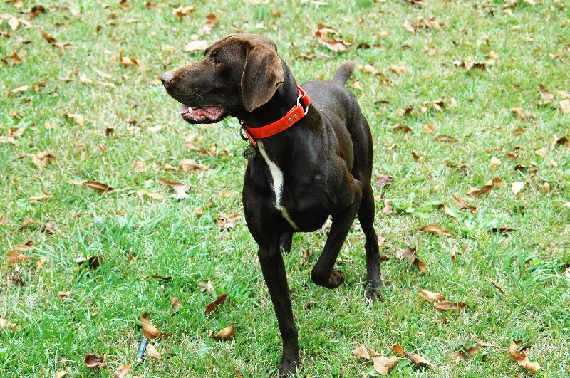 german shorthaired pointer puppies sc carolinas shorthairs gsp puppies german shorthaired pointer puppies sc carolinas shorthairs gsp puppies