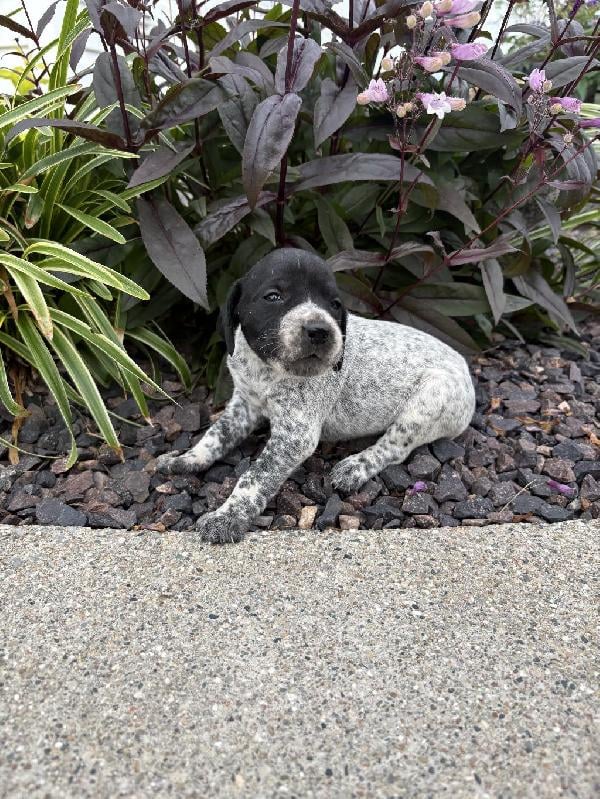 FEMALE BLACK & WHITE ROAN GSP PUPPY FOR SALE German Shorthaired Pointer