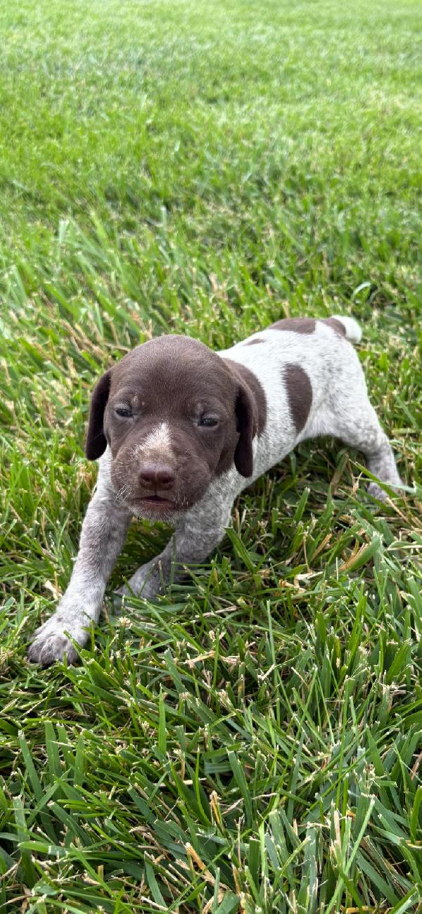 MALE LIVER ROAN GSP PUPPY FOR SALE German Shorthaired Pointer