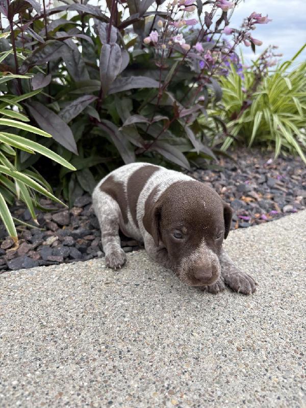 MALE LIVER ROAN GSP PUPPY FOR SALE German Shorthaired Pointer