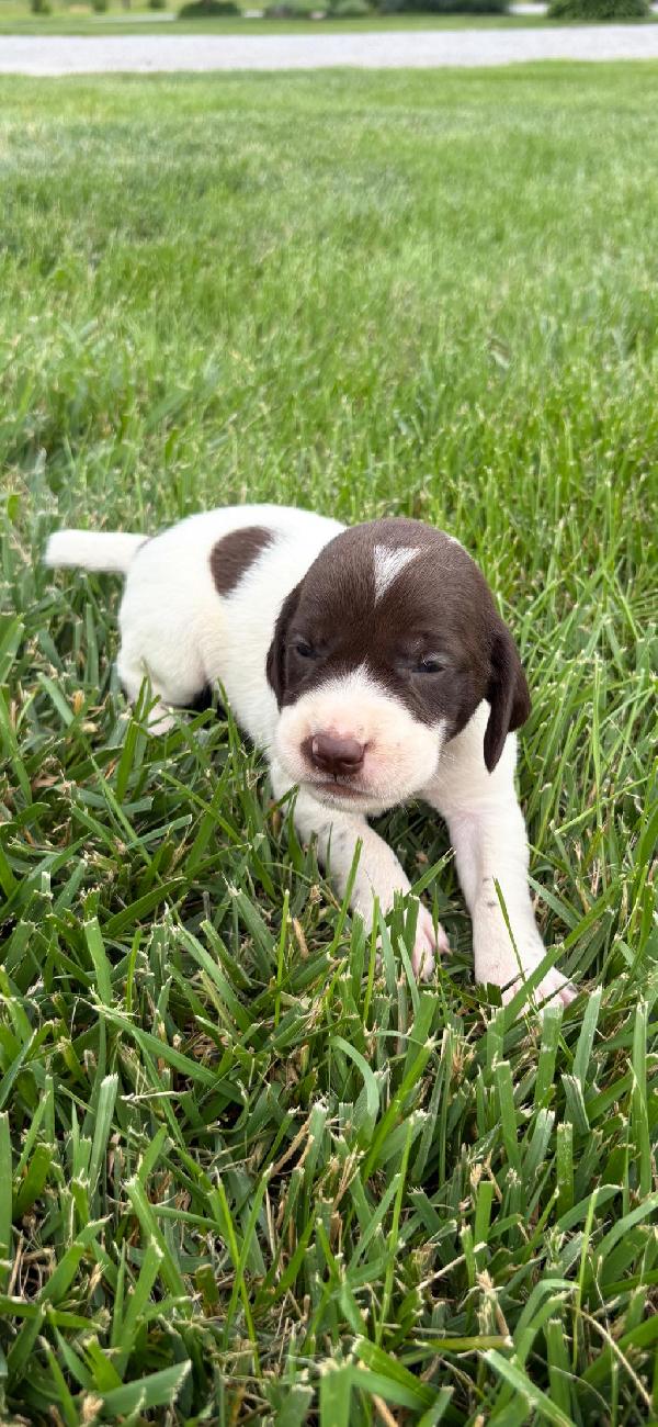 MALE LIVER AND WHITE TICKED GSP PUP FOR SALE German Shorthaired Pointer