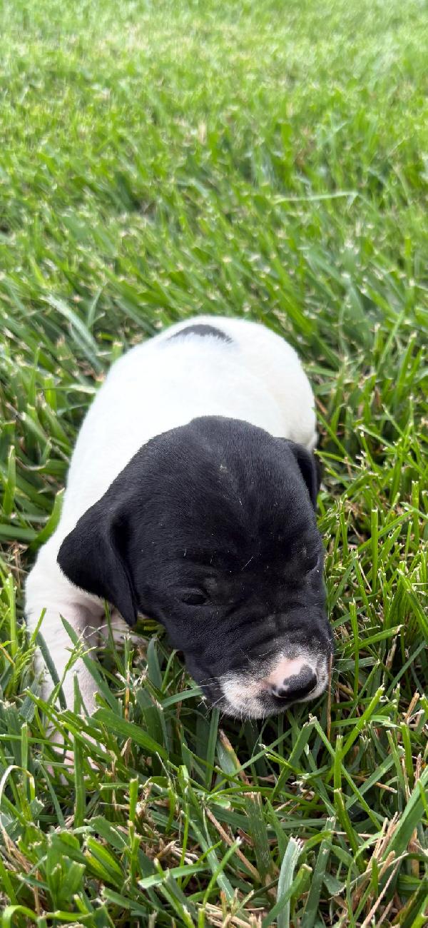 MALE BLACK & WHITE TICKED GSP PUPPY FOR SALE German Shorthaired Pointer