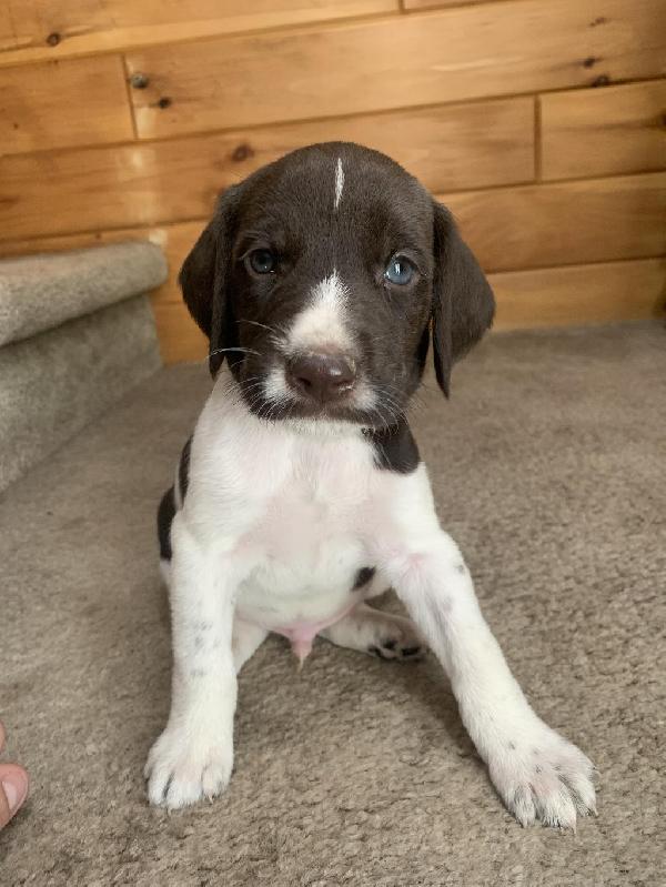 GERMAN WIREHAIR PUPS German Wirehaired Pointer