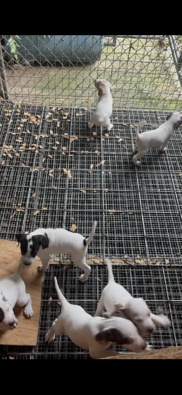 REGISTERED ENGLISH POINTER PUPPIES English Pointer