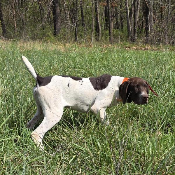 AKC GERMAN SHORTHAIRED POINTER German Shorthaired Pointer