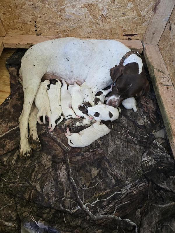 CHELSEAS THUNDERBOLT X LESTERS SUNNY HILLJO English Pointer