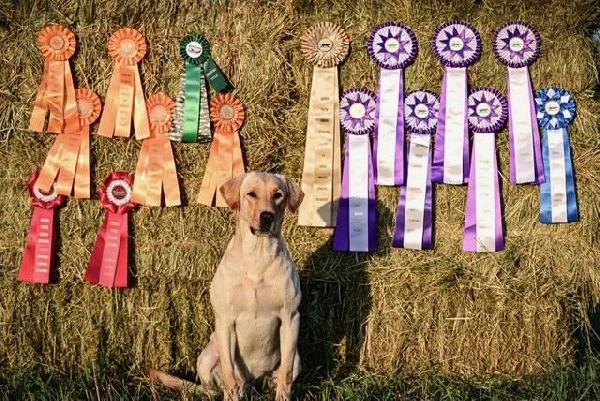 4XGMPR CHAMPION RED/YELLOW LAB PUPPIES Labrador Retriever