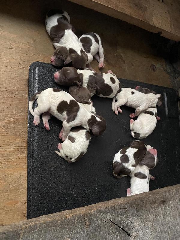 TOP LINES AVAILABLE English Springer Spaniel