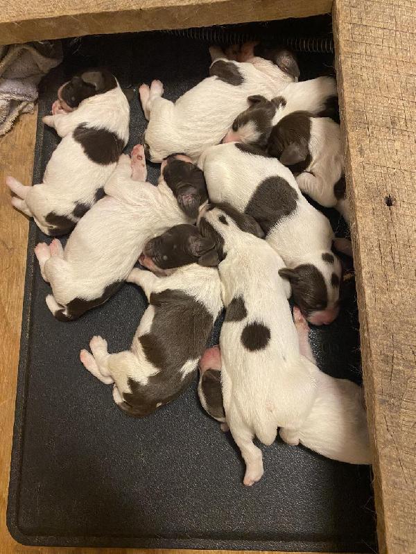 OPPORTUNITY AT STRONG BRITISH AN US GENETICS English Springer Spaniel