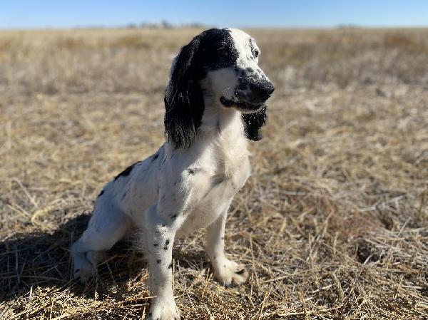 STARTED COCKER English Cocker Spaniel